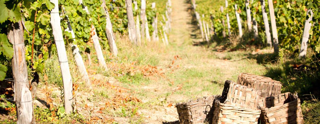 Musująca strona Piemontu