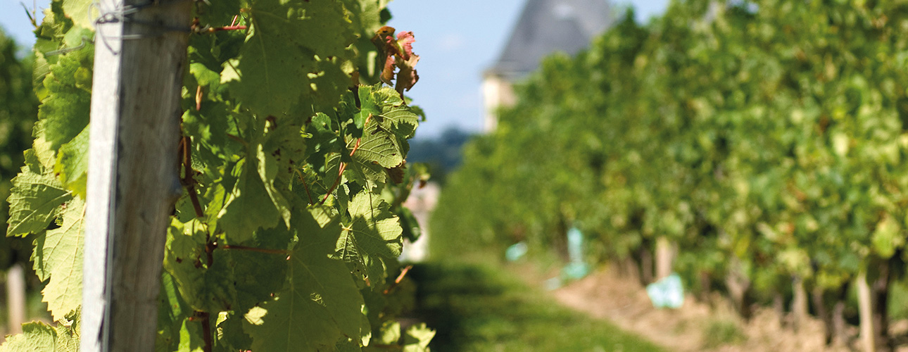 Małe - Wielkie Bordeaux