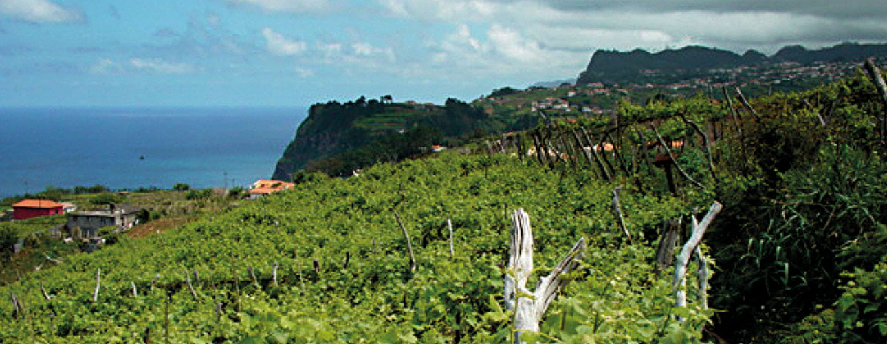 Wzmocniona słodycz charakteru