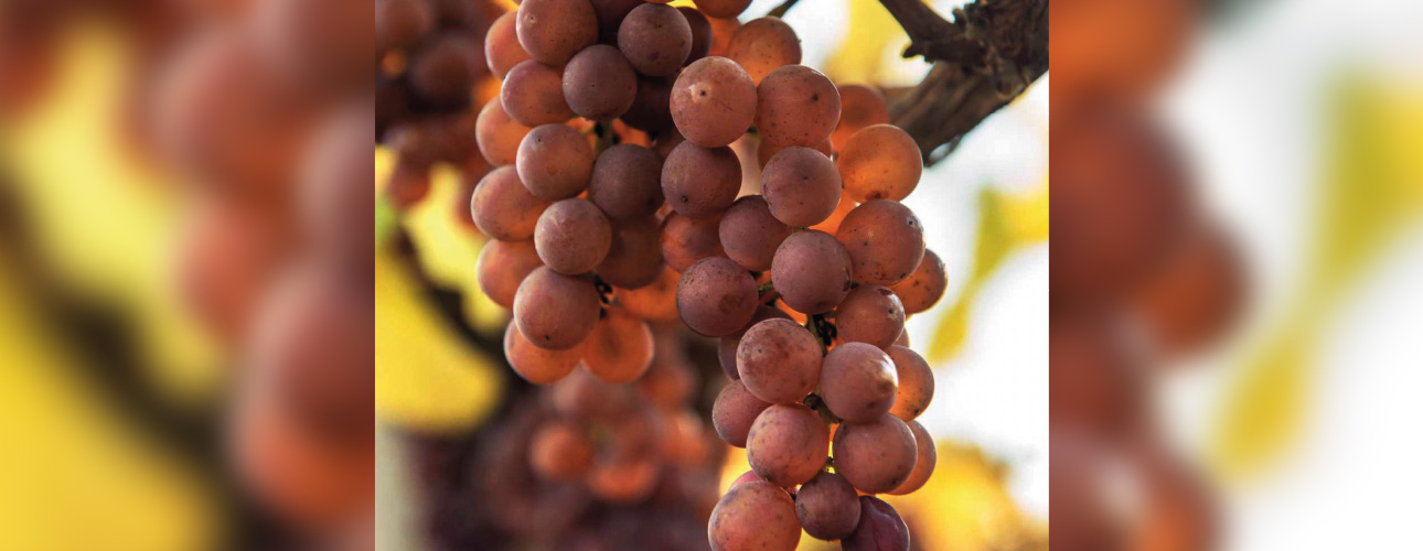 Pinot Gris - Poznajemy szczepy