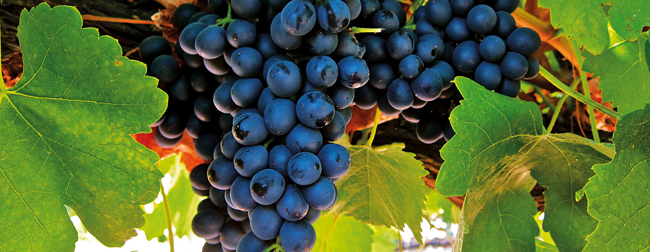 Corvina - Poznajemy szczepy