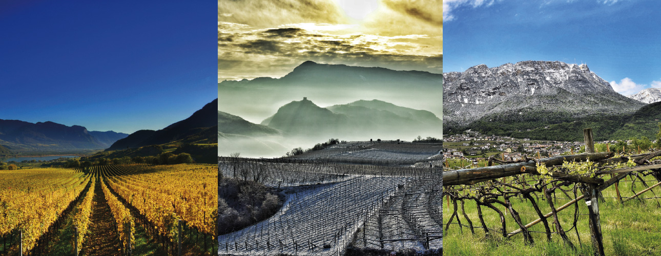 Włoskie Skarby - Zapomniane szczepy