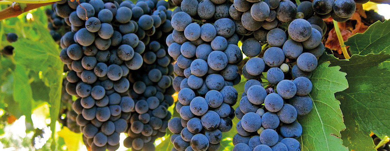 Carménère - Poznajemy szczepy